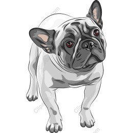 Charming French Bulldog