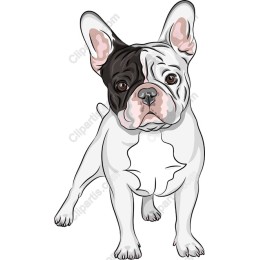 Charming French Bulldog