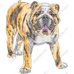 Cute Bulldog - Available
