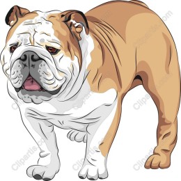 Charming Bulldog