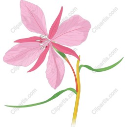 Elegant Pink Flower