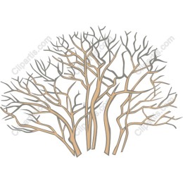 Elegant Bare Tree