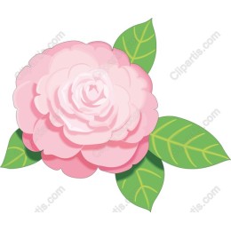 Elegant Pink Camellia