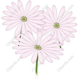 Delicate Pink Daisy Floral