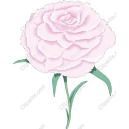 Pink Carnation Floral