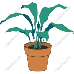 Lush Green Plant in Terracotta Pot