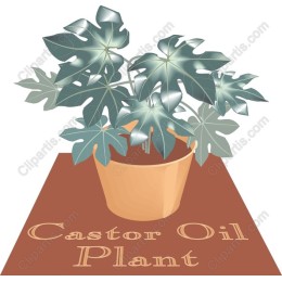 Castor Oil Plant