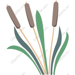 Cattail