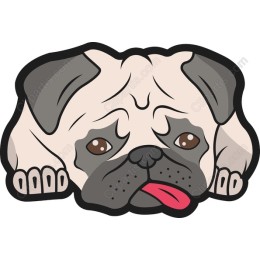 Playful Pug