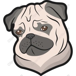 Pug