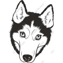 Husky Dog Head