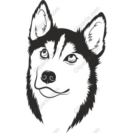 Majestic Husky Dog