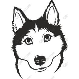 Siberian Husky Head