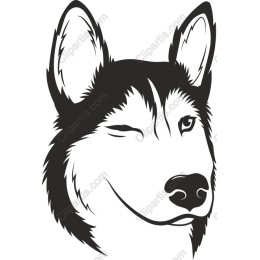 Charming Husky