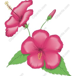 Elegant Hibiscus Flower