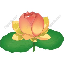 Vibrant Lotus Flower