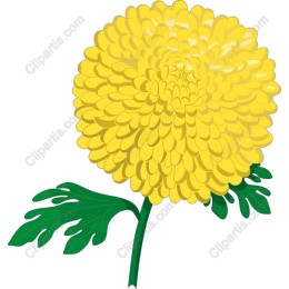 Vibrant Yellow Chrysanthemum