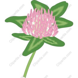 Vibrant Pink Flower