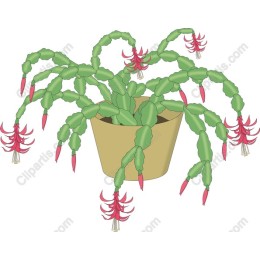 Vibrant Holiday Cactus
