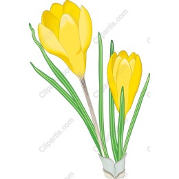 Yellow Crocus Flower