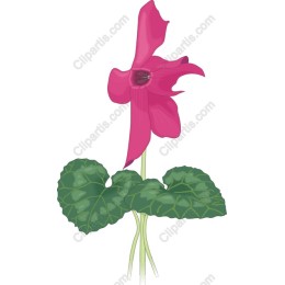 Vibrant Pink Flower