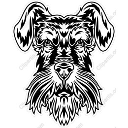 Schnauzer Head