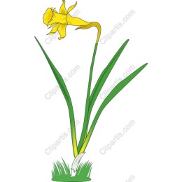 Spring Daffodil
