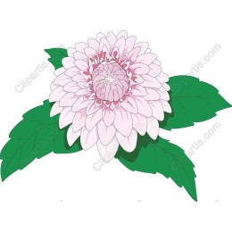 Exquisite Pink Chrysanthemum Flower