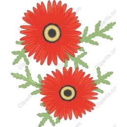 Red Flower - Two Vibrant Gerbera Daisies