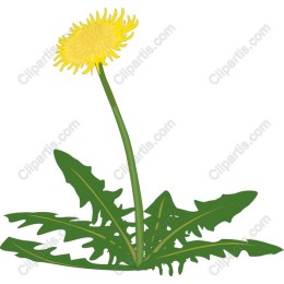 Vibrant Dandelion
