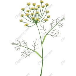 Dill Flower
