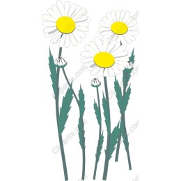 Charming Daisy