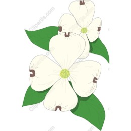 White Dogwood Flower