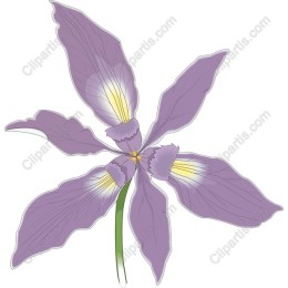 Purple Iris