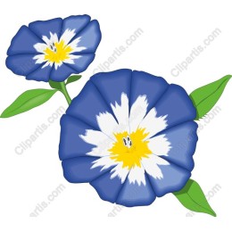 Vibrant Blue and White Flower