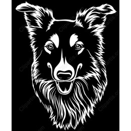 Border Collie Portrait