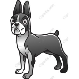Charming Boston Terrier