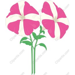 Pink and White Petunia Floral