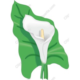 Elegant Calla Lily