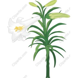 White Lily Elegant