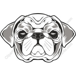 Charming Pug