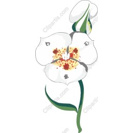 Elegant White Orchid