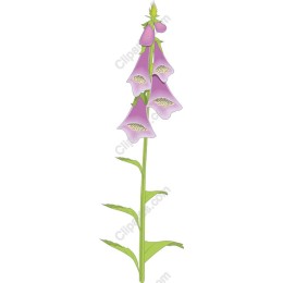 Foxglove Flower