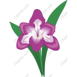 Vibrant Orchid Flower