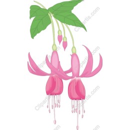 Elegant Fuchsia Flower