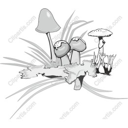 Nature's Enchantment: Hand-Drawn Mushroom