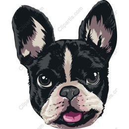 Adorable French Bulldog