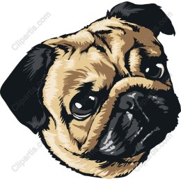 Charming Pug Face