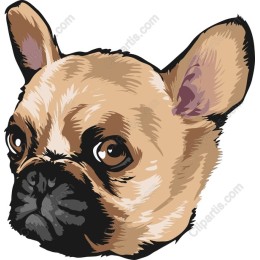 Charming French Bulldog