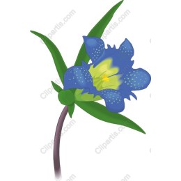 Blue Flower